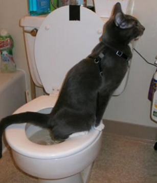 Teach Your Cat To Poop In the Toilet - ListingDock